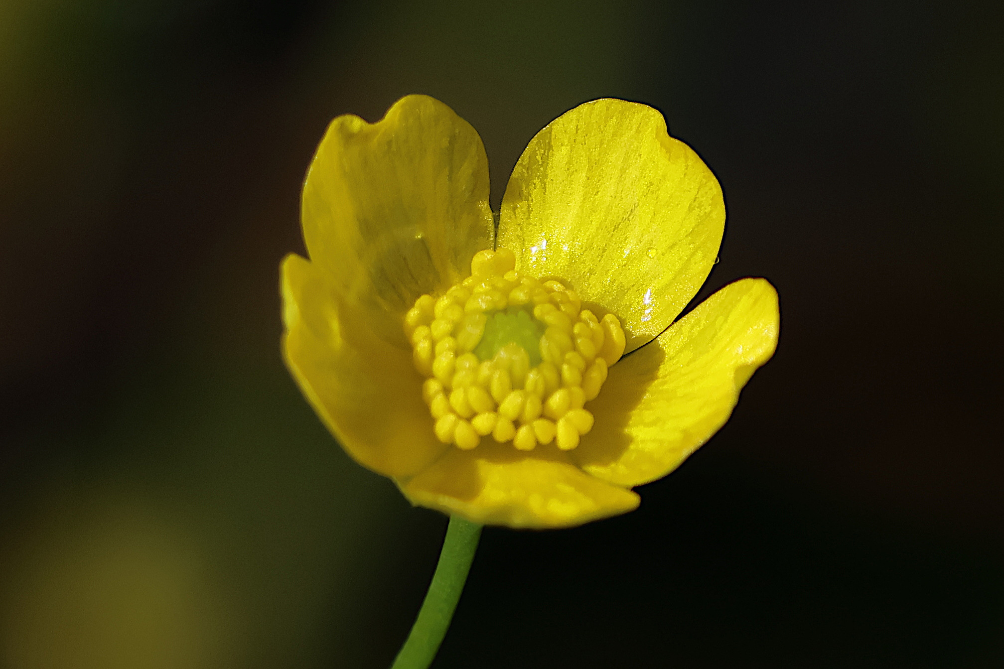 ranunculus_flammula6bd