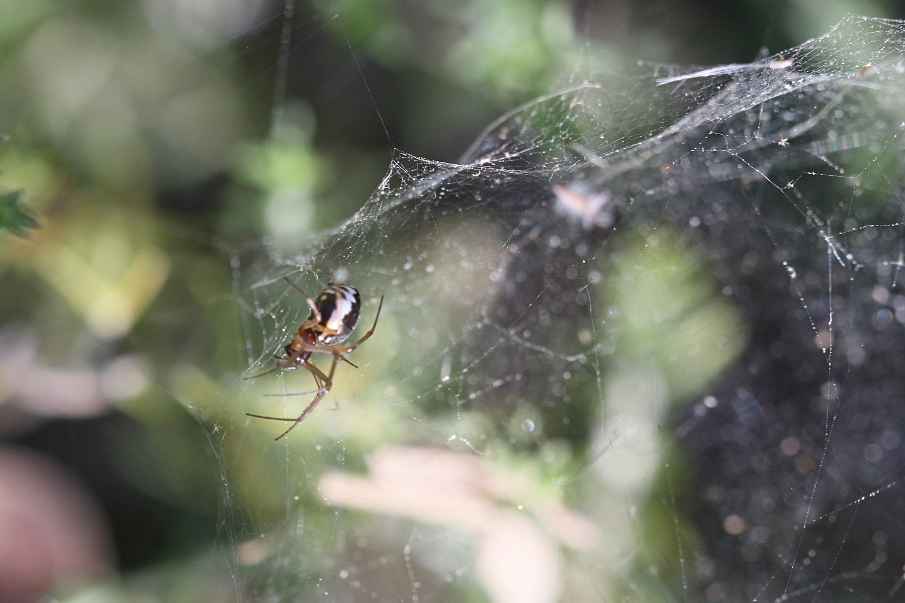 frontinellina_frutetorum4bd