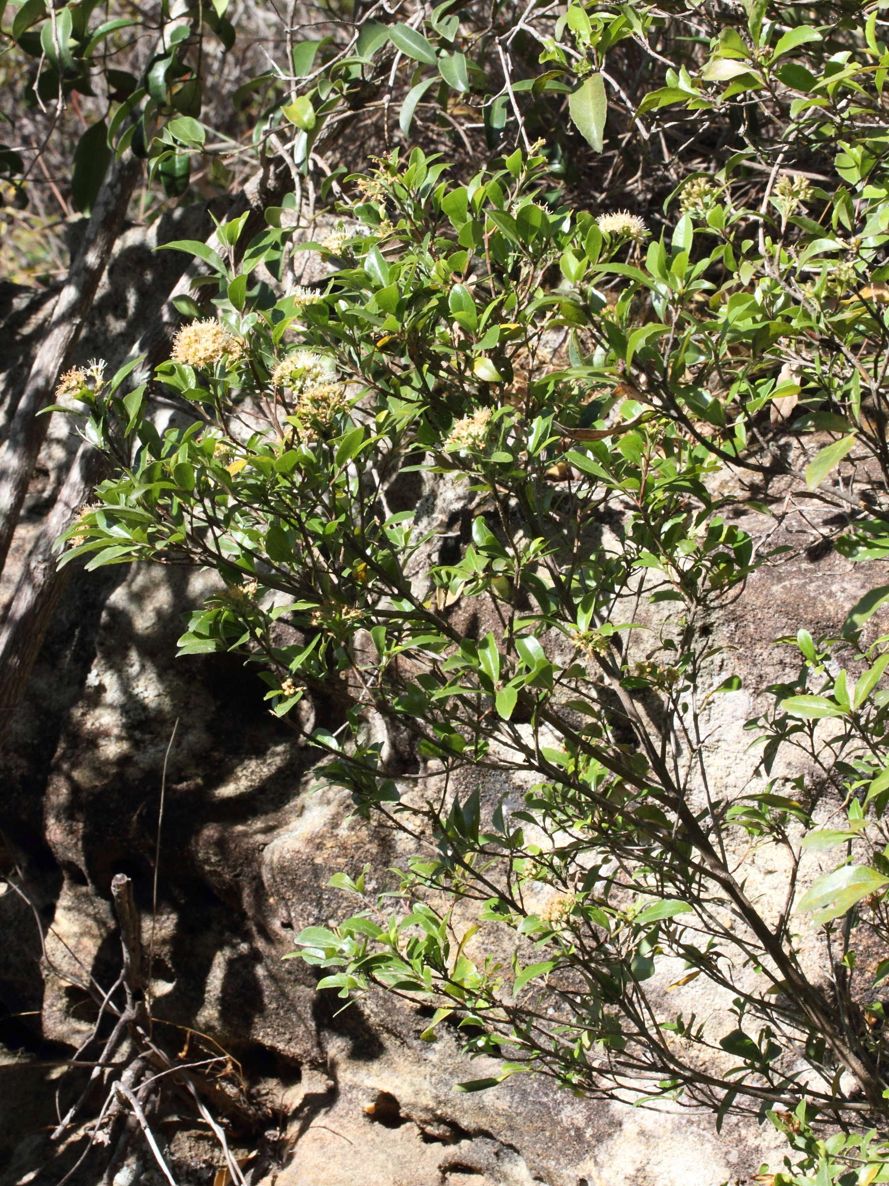 nuxia_oppositifolia1md