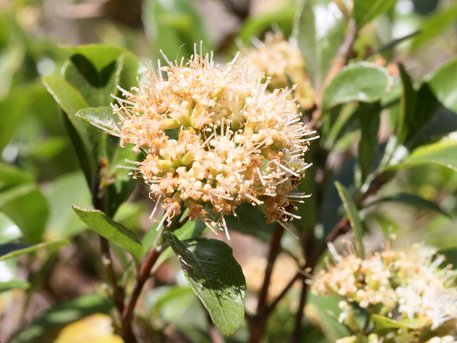 nuxia_oppositifolia2md