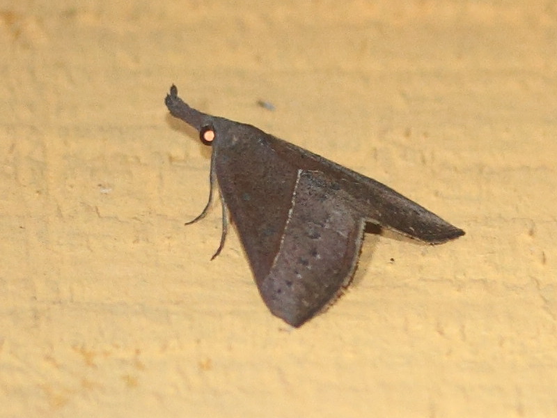 hypena_simplicalis1md