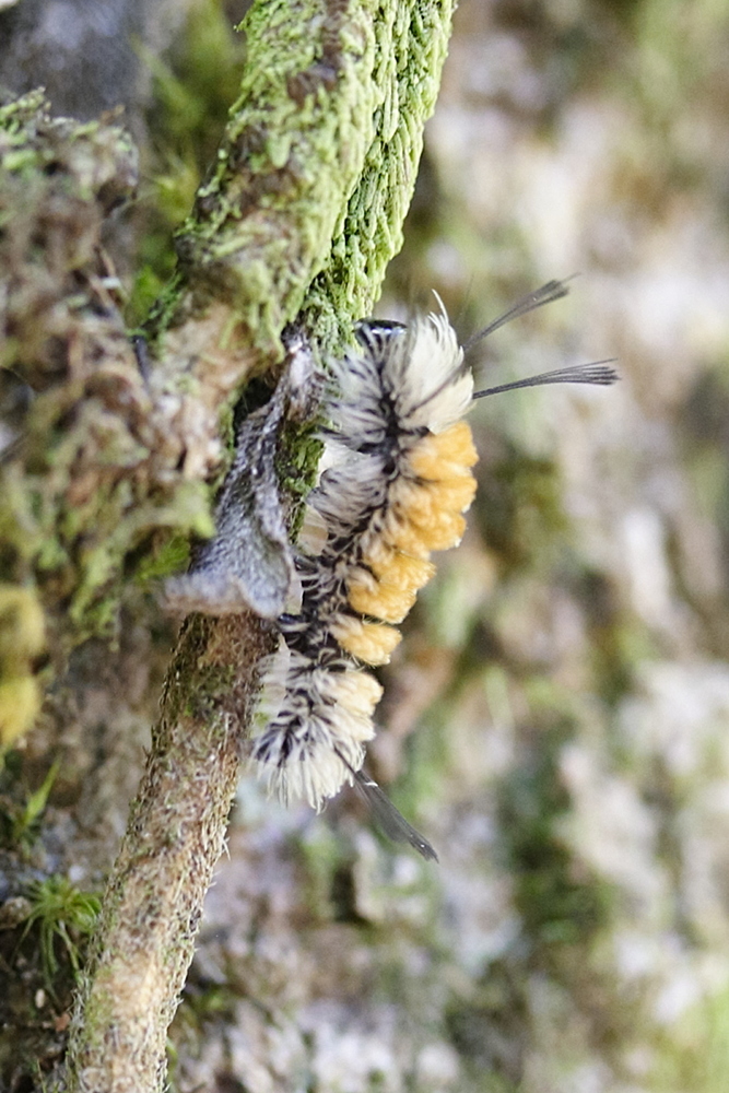 syntomeida_syntomoides_ch1md