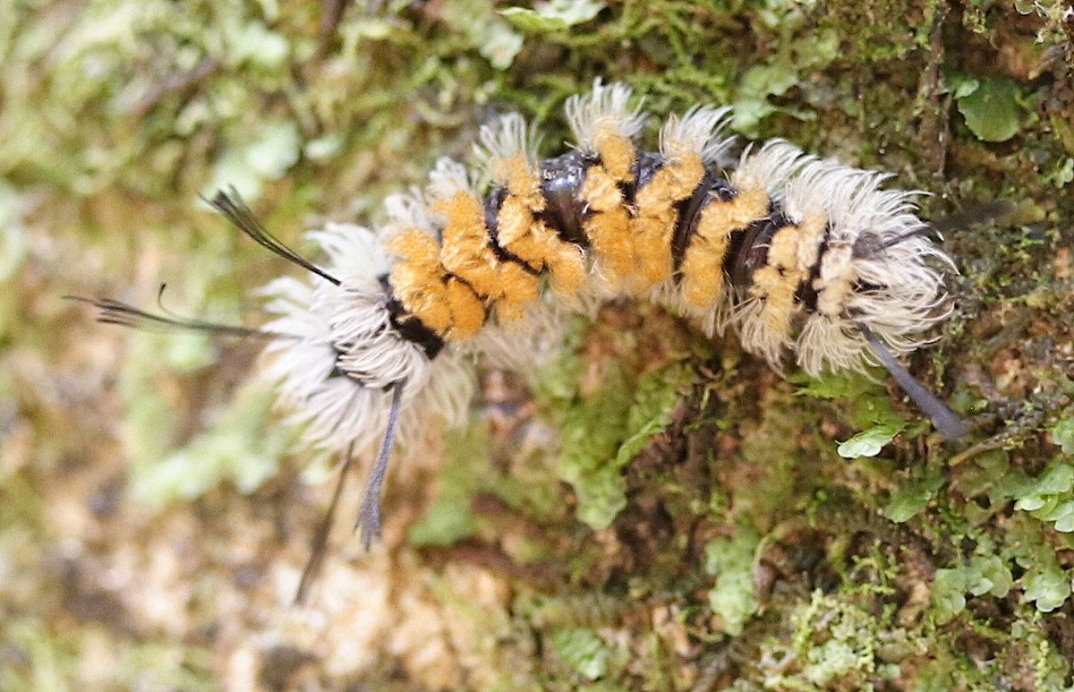 syntomeida_syntomoides_ch2md