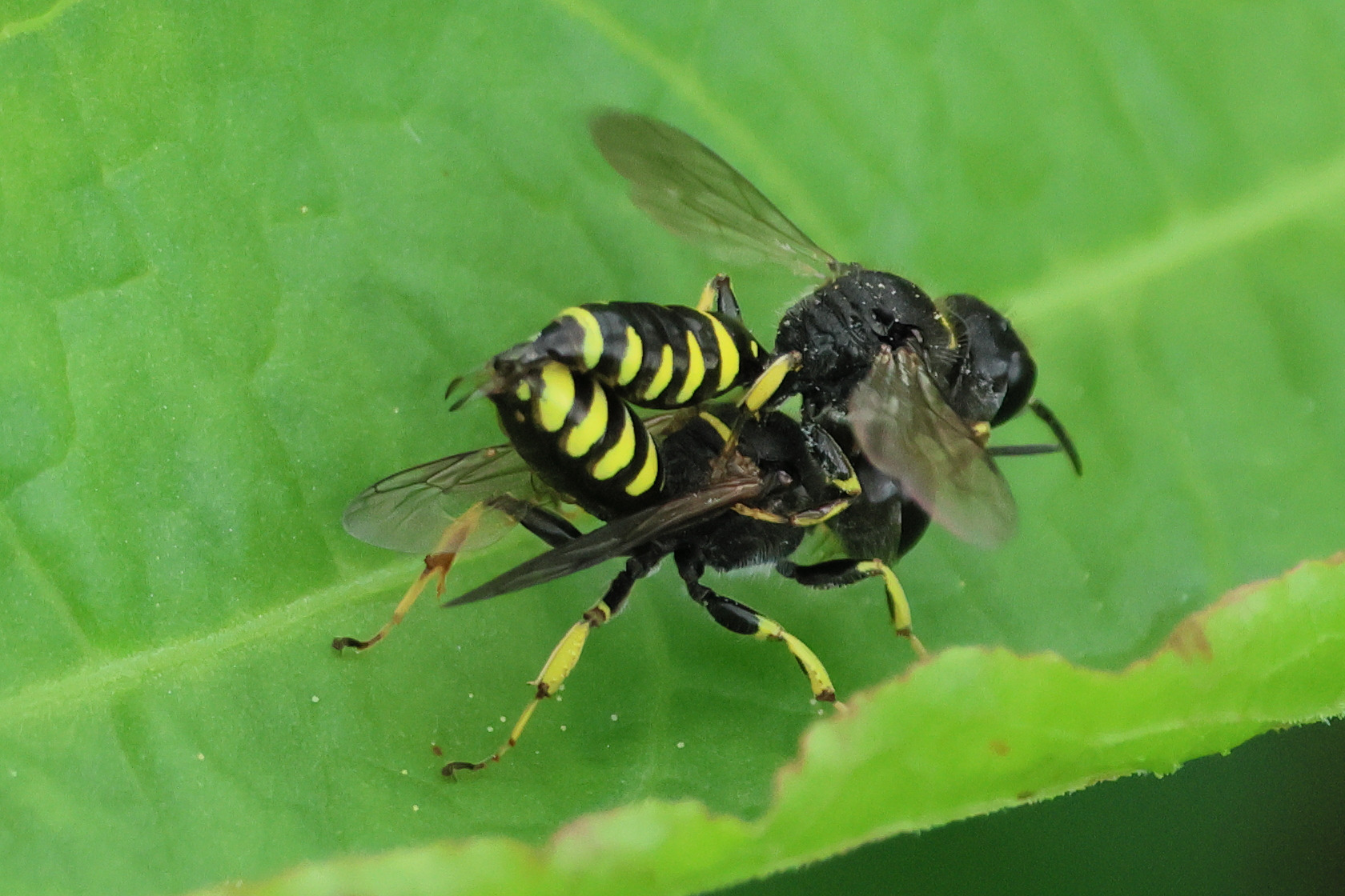 Afficher le média ectemnius_lapidarius2bd ectemnius_lapidarius2bd