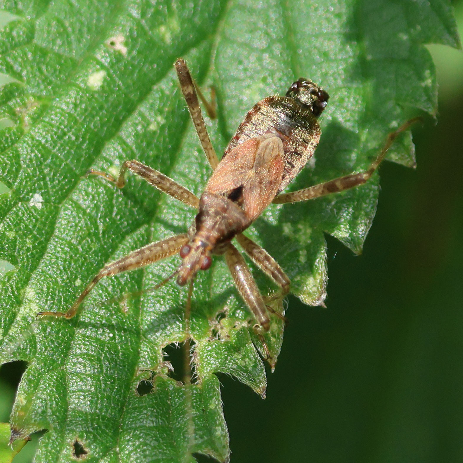 himacerus_apterus5bd