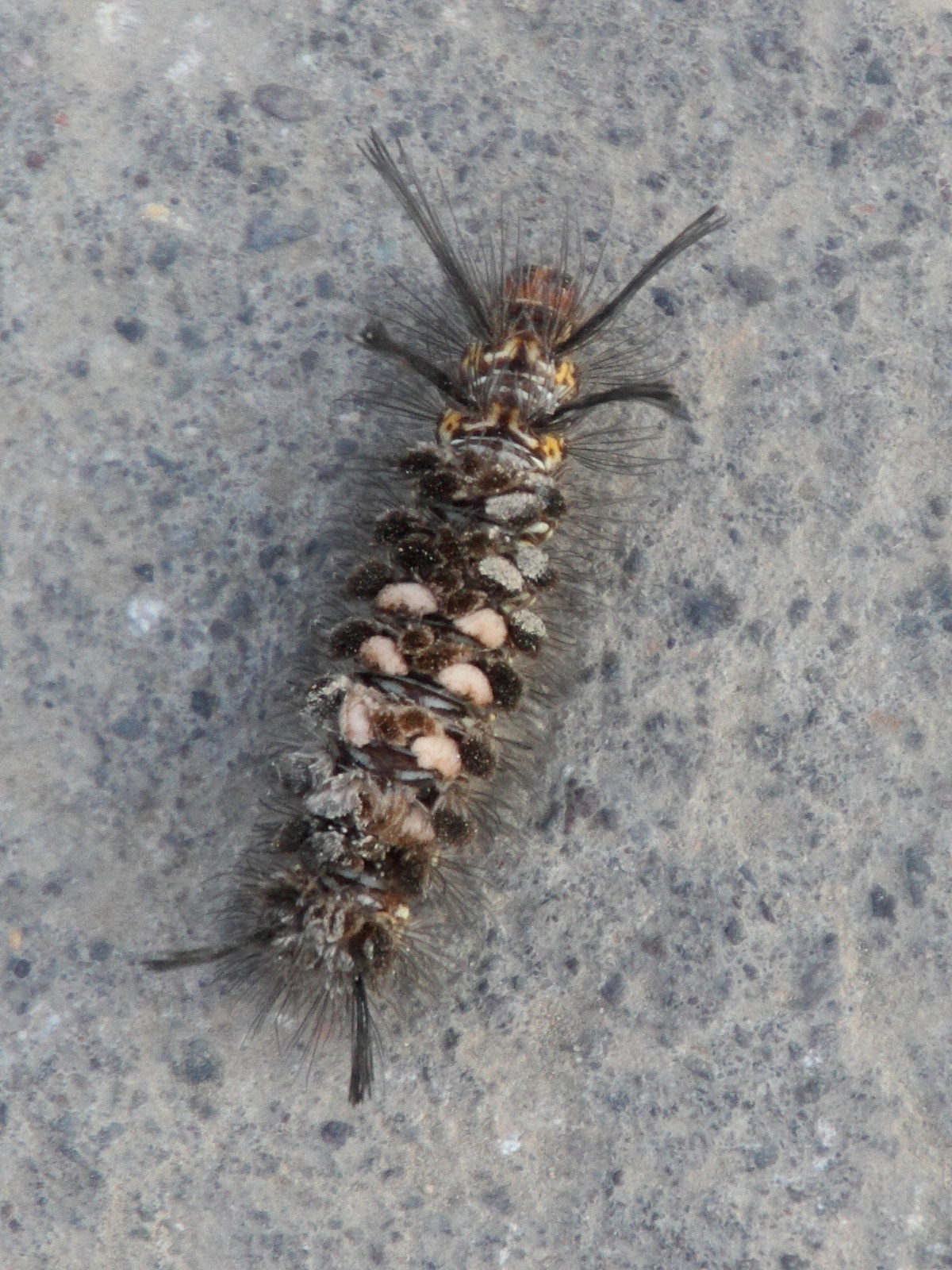 Afficher le média syntomeida_melanthus_ch1md syntomeida_melanthus_ch1md