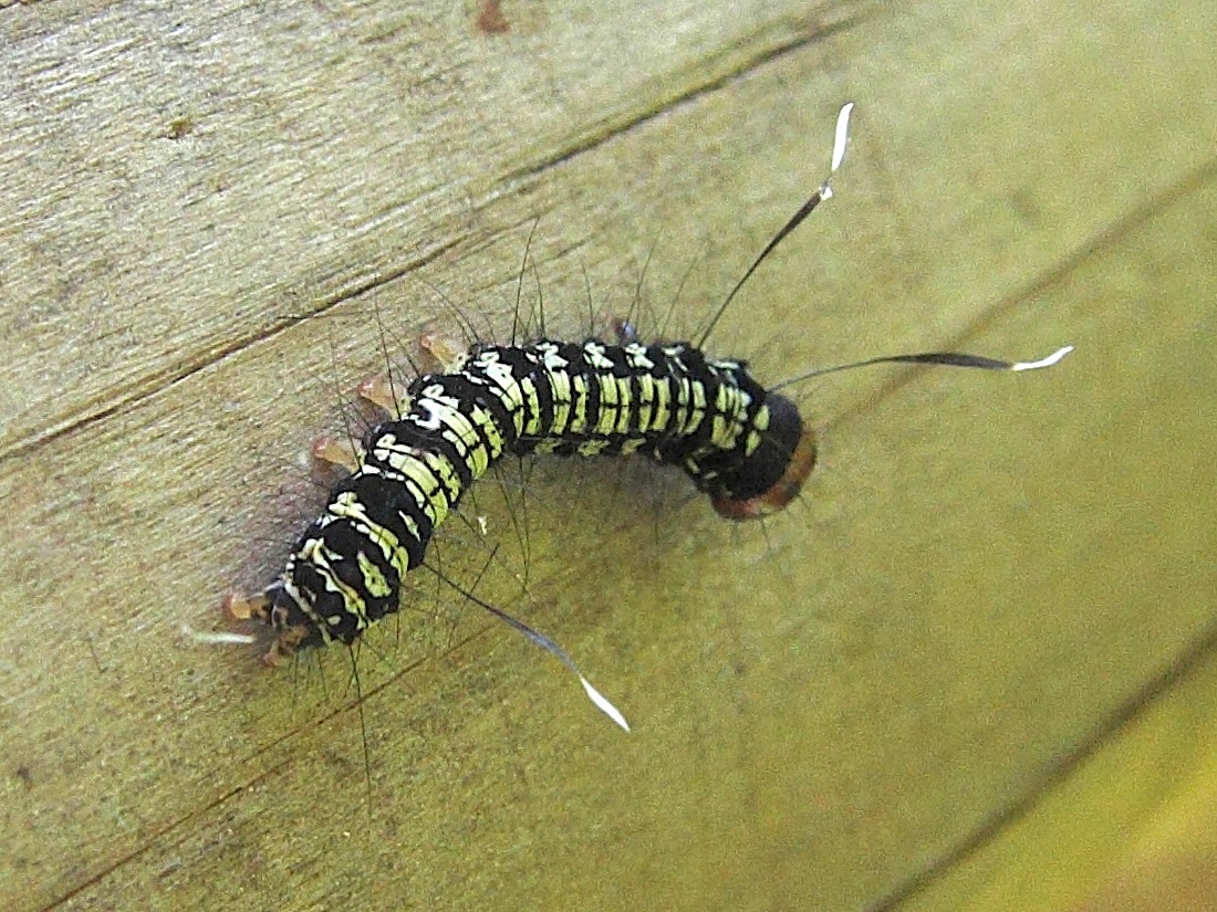 urania_fulgens_ch1bd