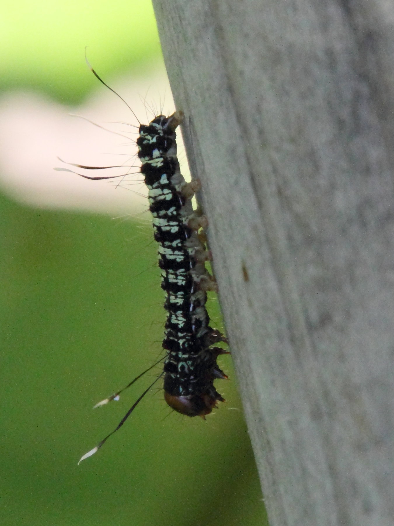 urania_fulgens_ch2md