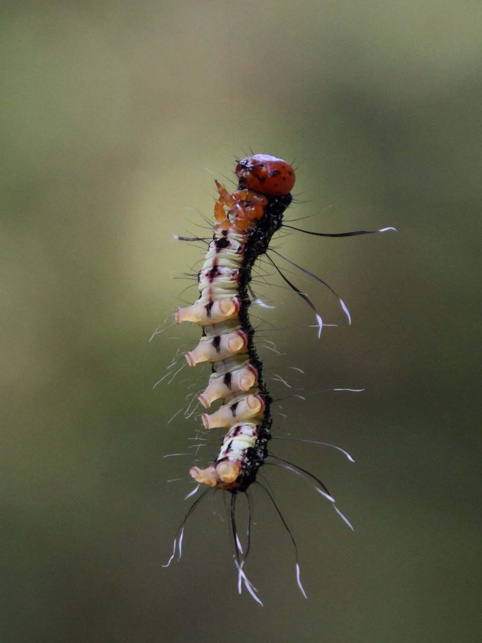 urania_fulgens_ch4md