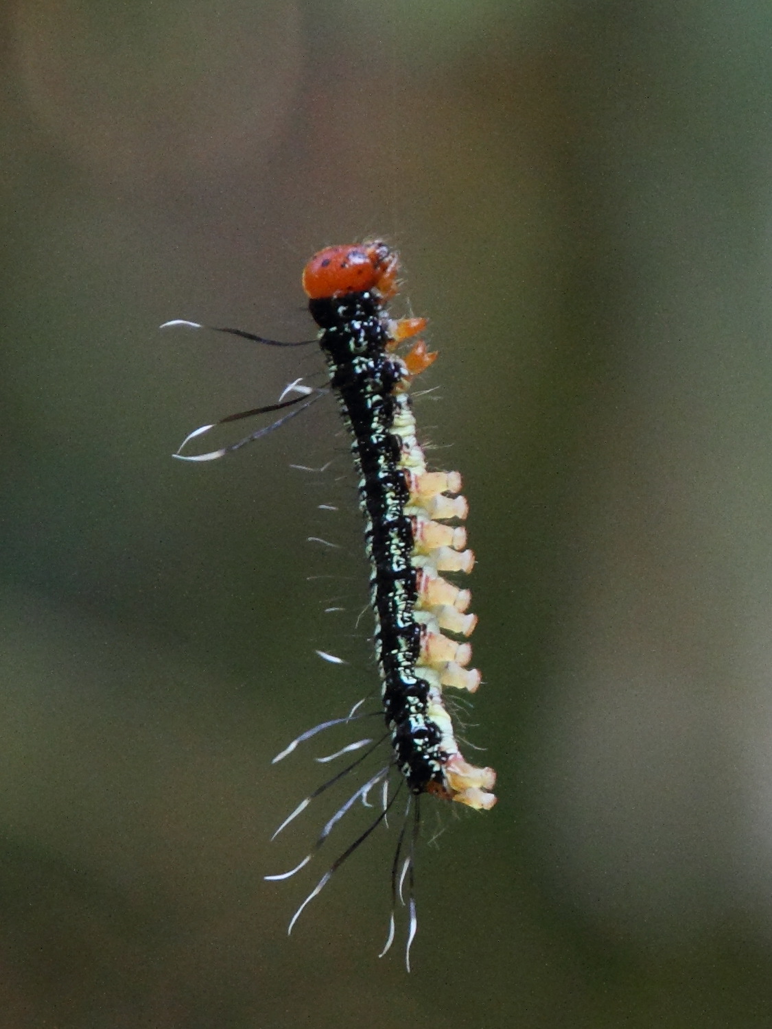 urania_fulgens_ch5md