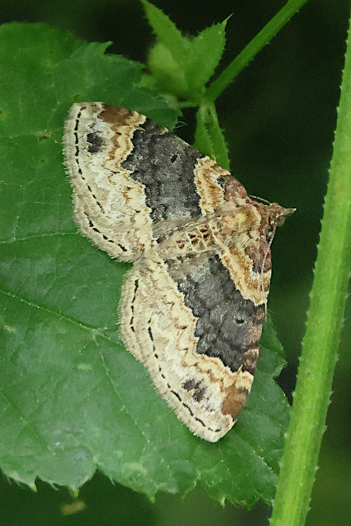 xanthorhoe_ferrugata3bd