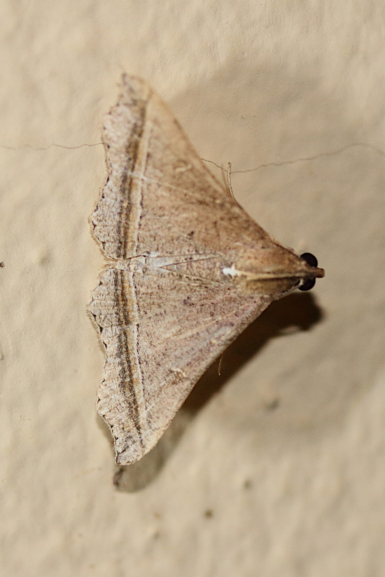 mastixis_lysaniax1md