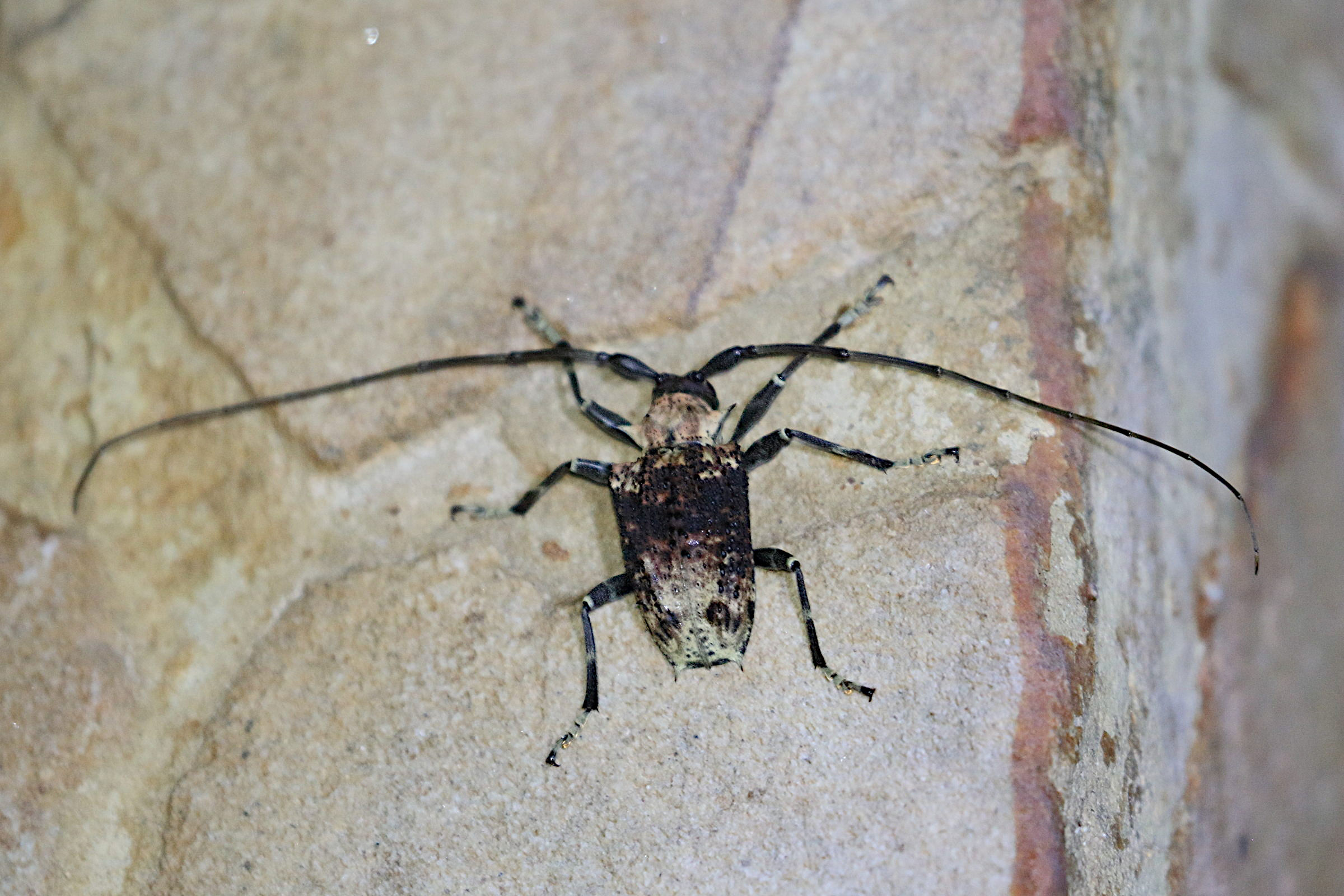 polyrhaphis_batesi1bd