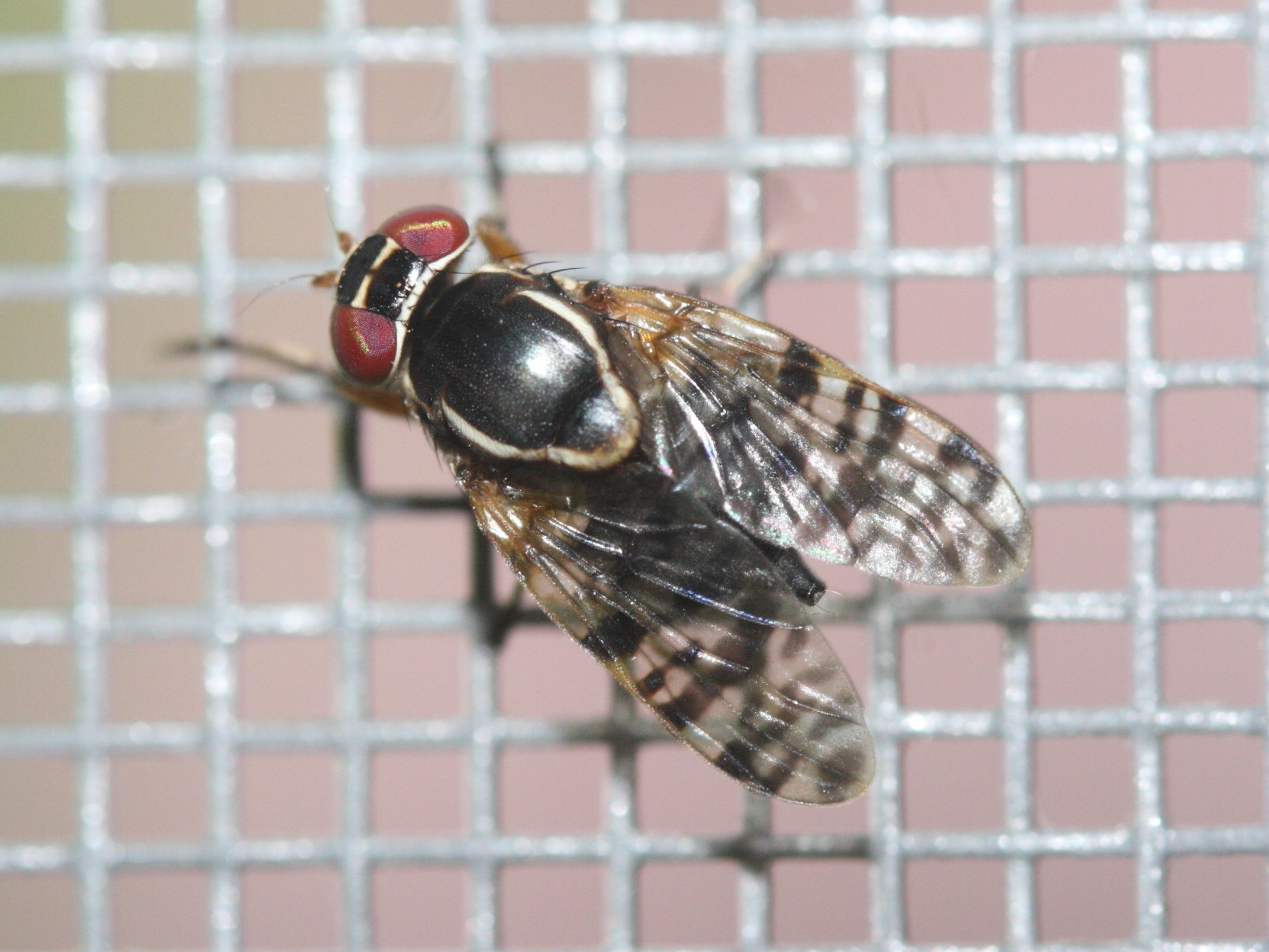 scholastes_vacarius1md