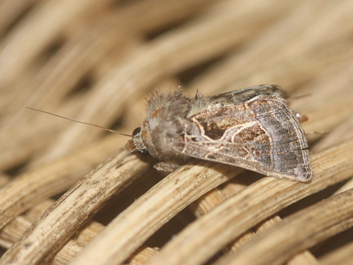 thysanoplusia_indicatormd