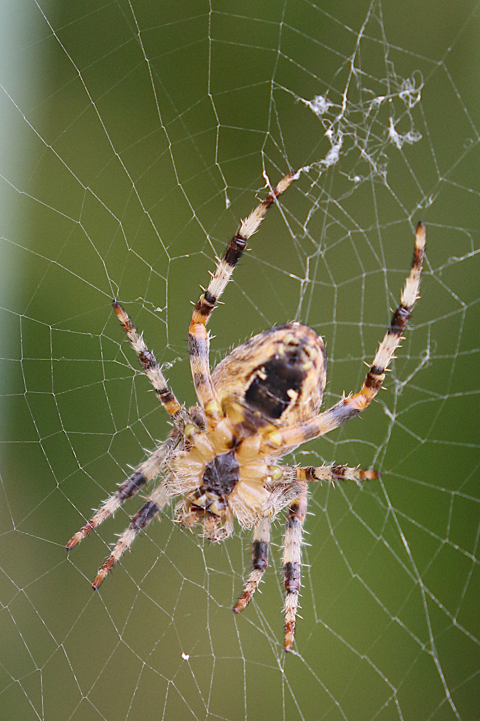 araneus_diadematus7md