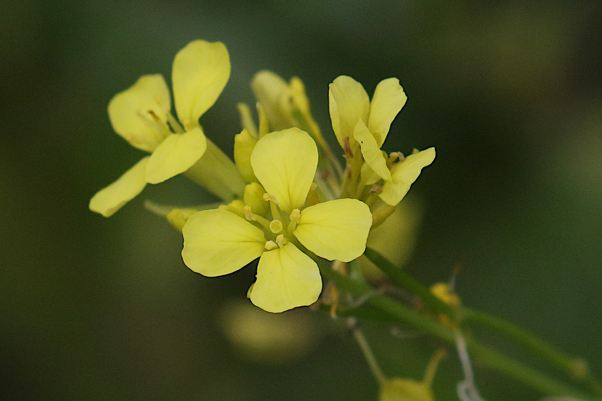 brassica_nigra3md