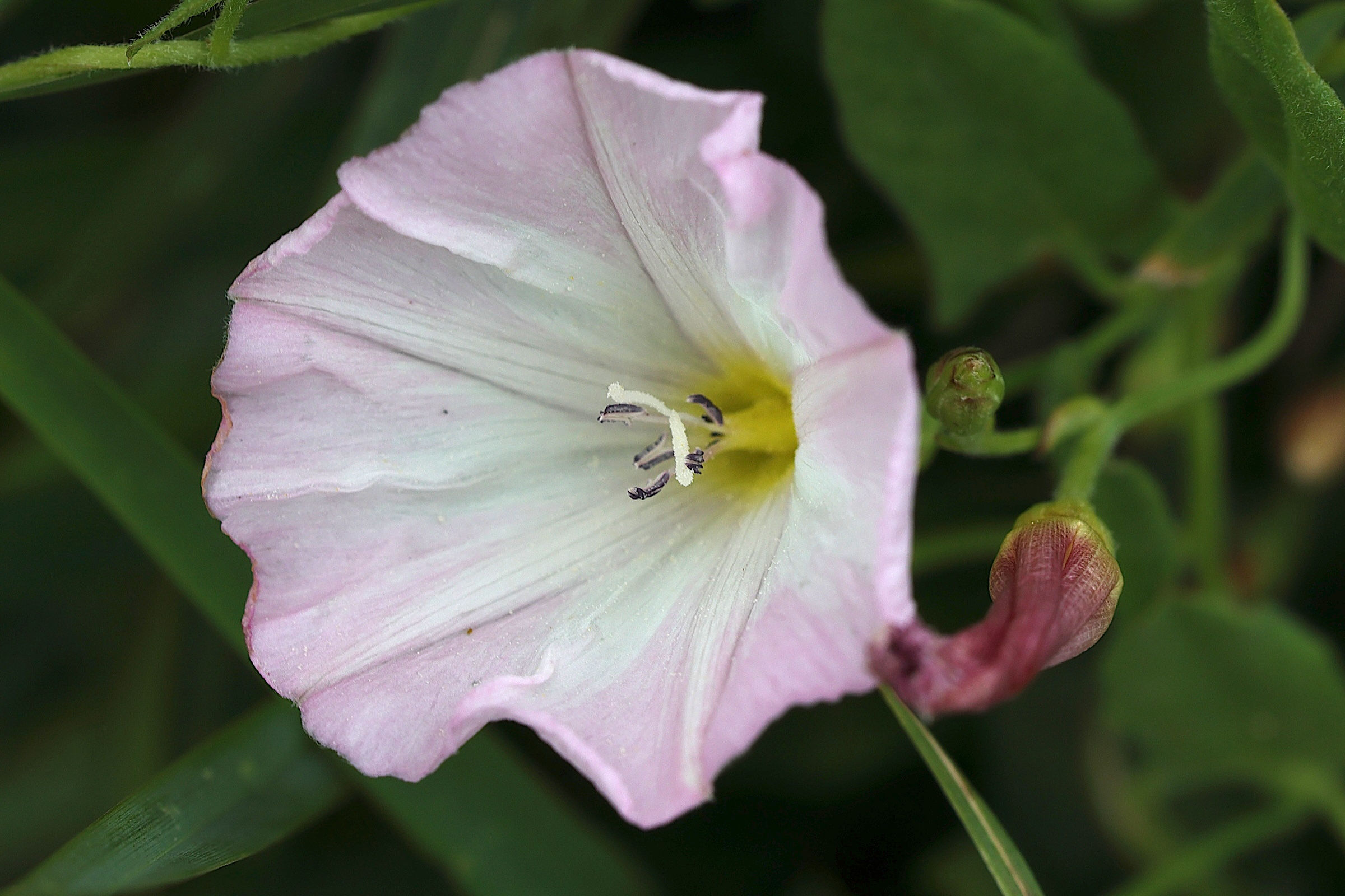 Afficher le média convolvulus_arvensis7 convolvulus_arvensis7