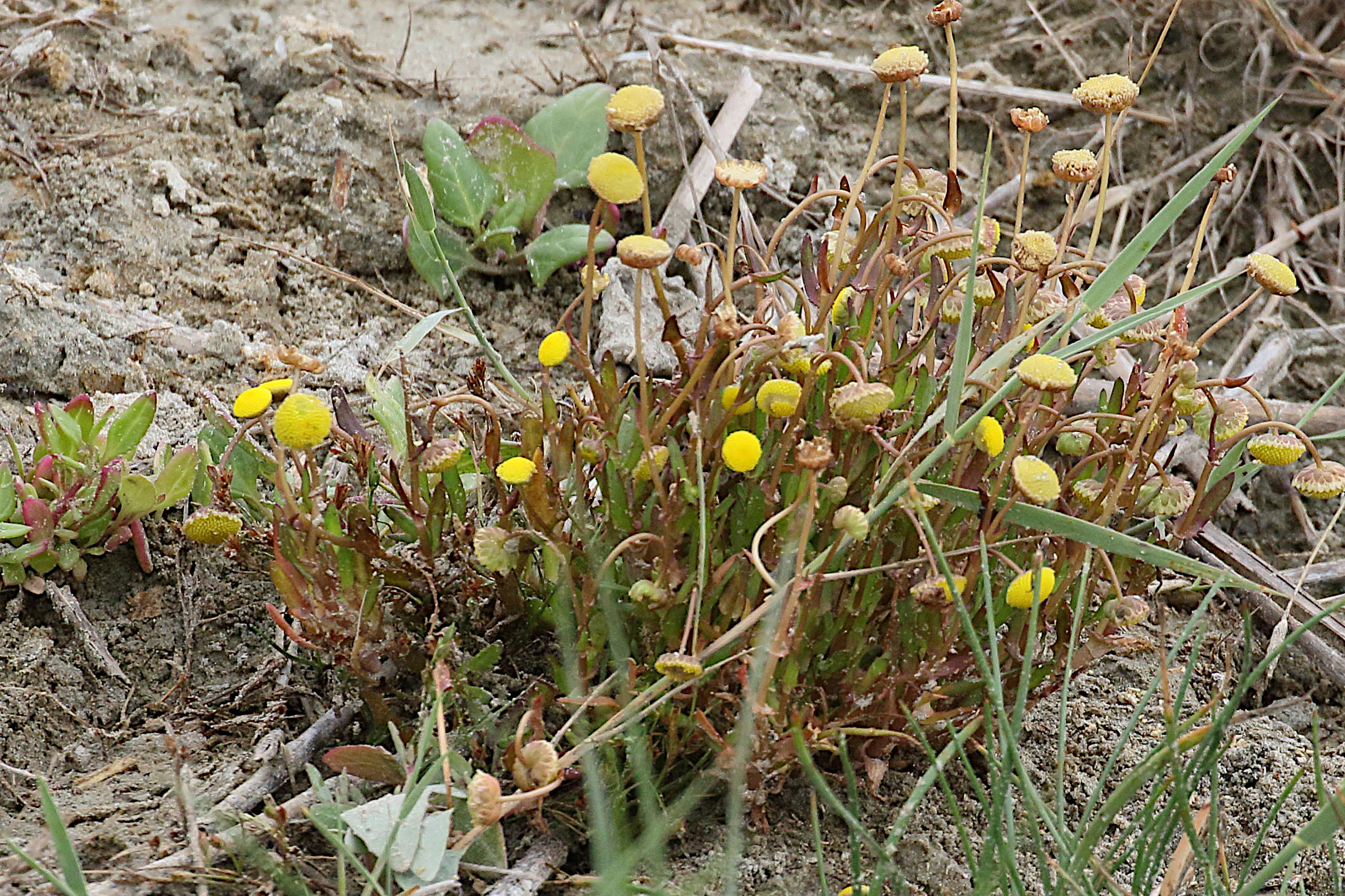 cotula_coronopifolia6md