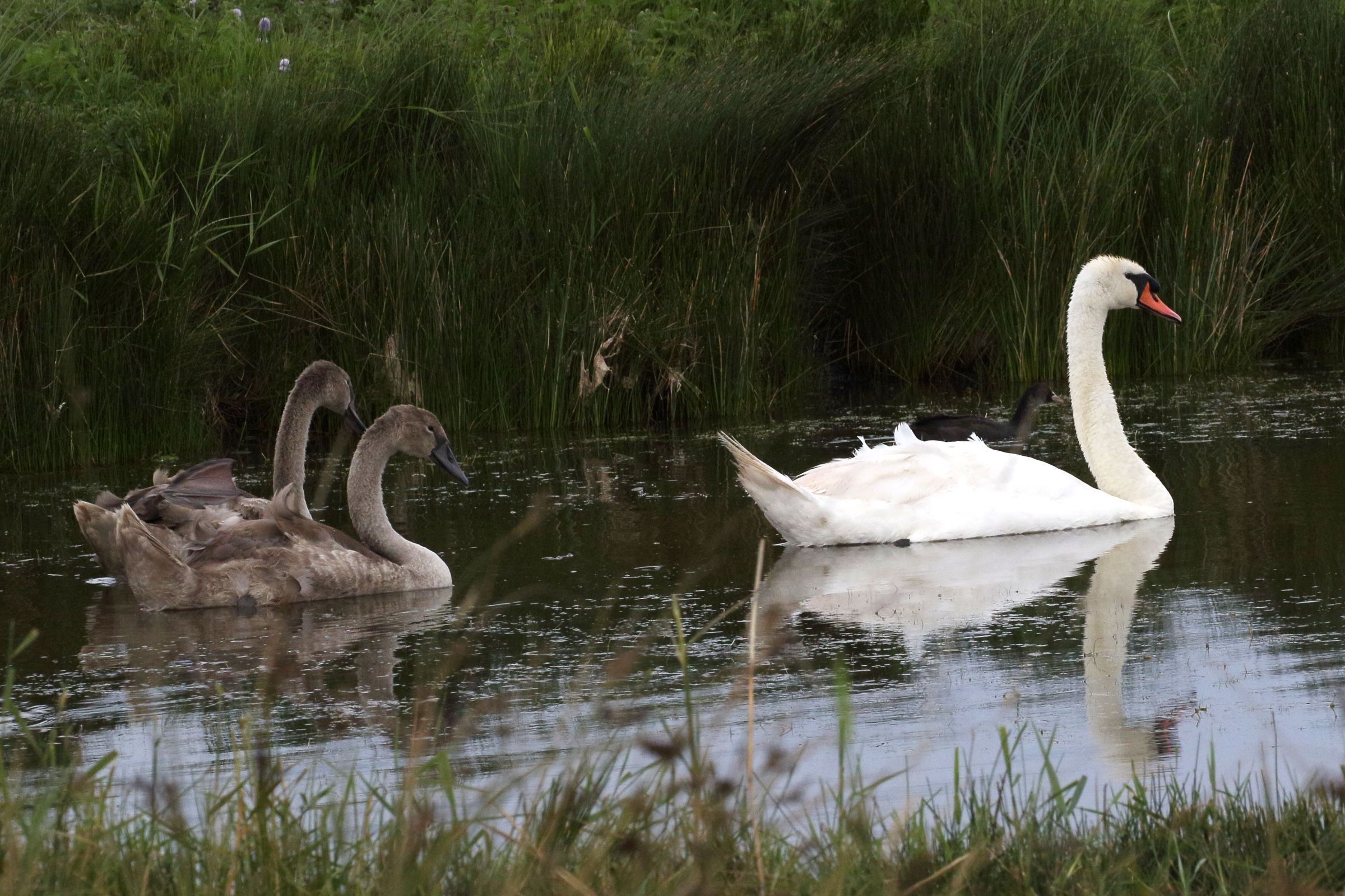 cygne_tubercule_-_cygnus_olor21md