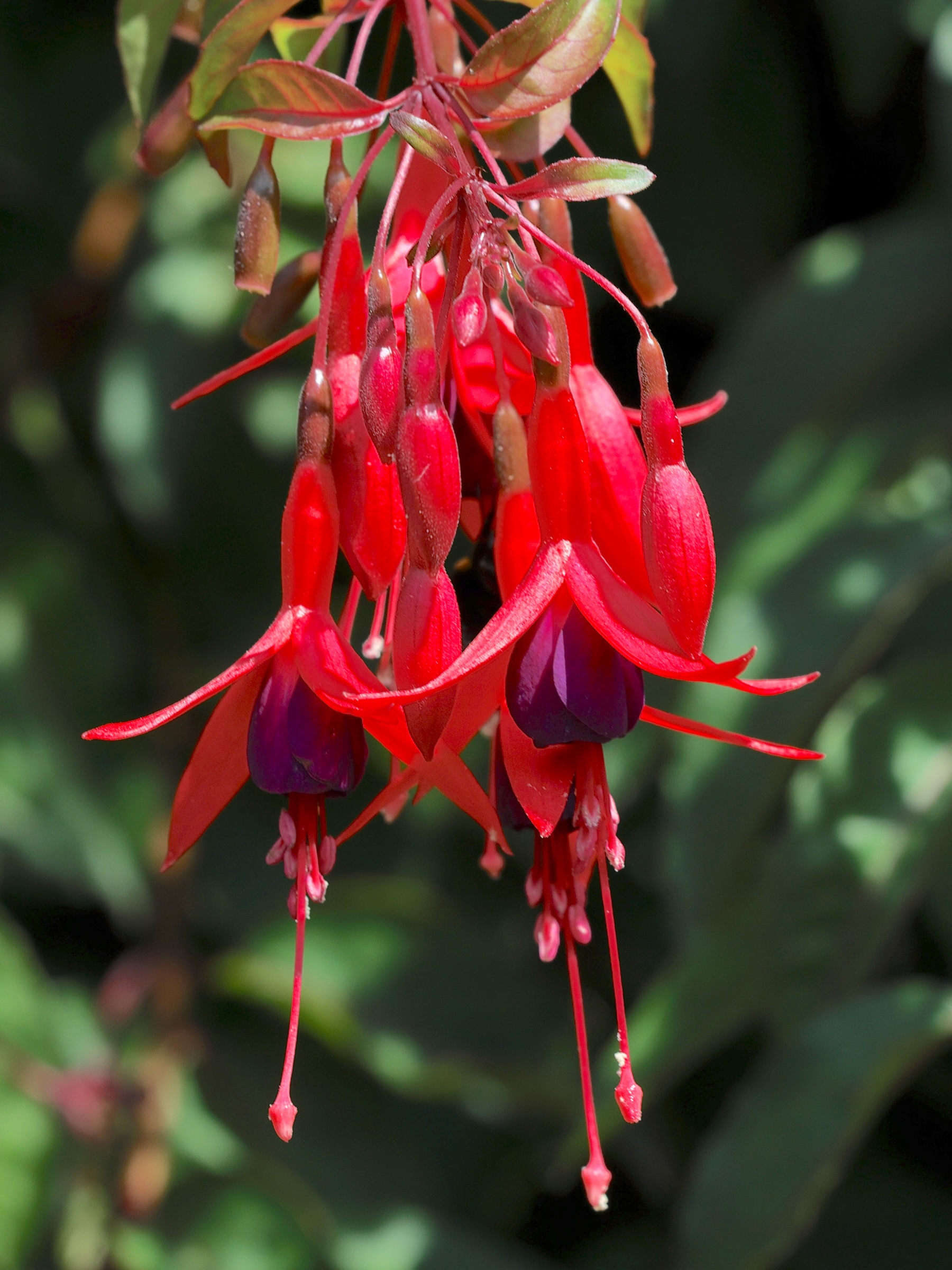 Afficher le média fuchsia_magellanica2md fuchsia_magellanica2md