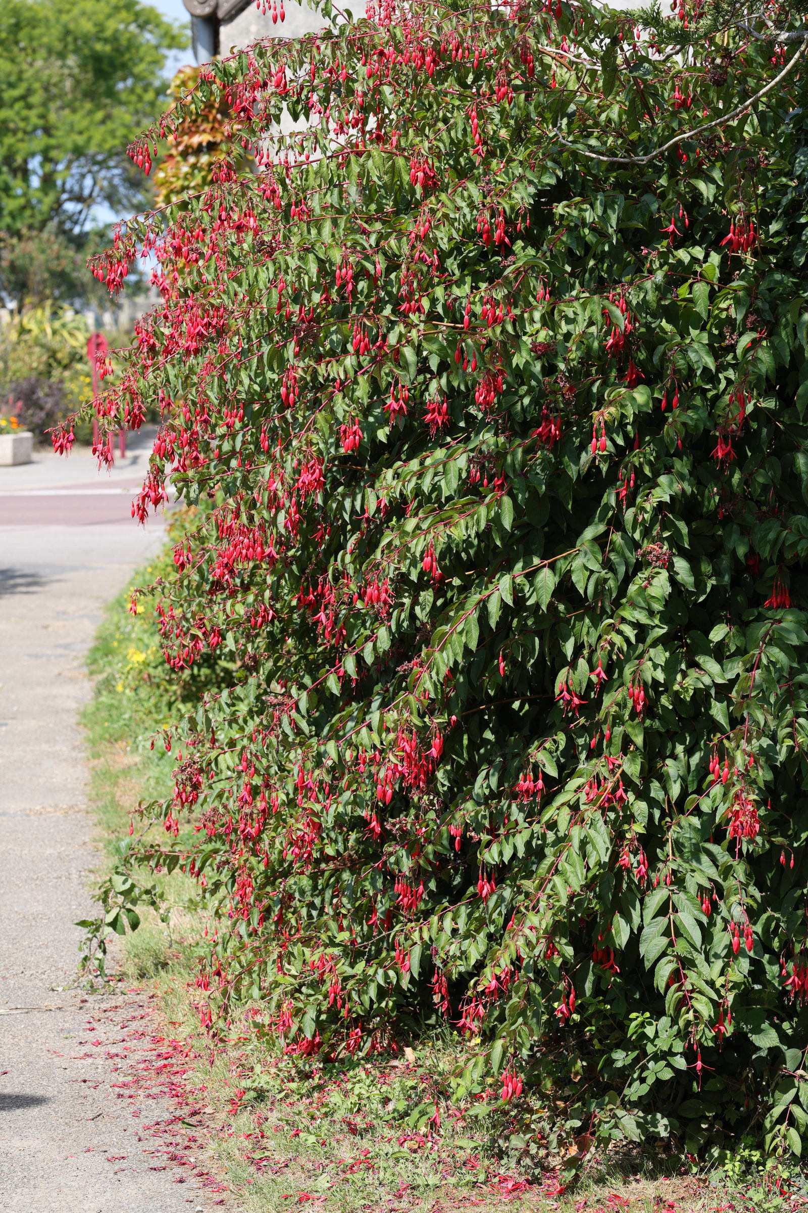 Afficher le média fuchsia_magellanica4md fuchsia_magellanica4md