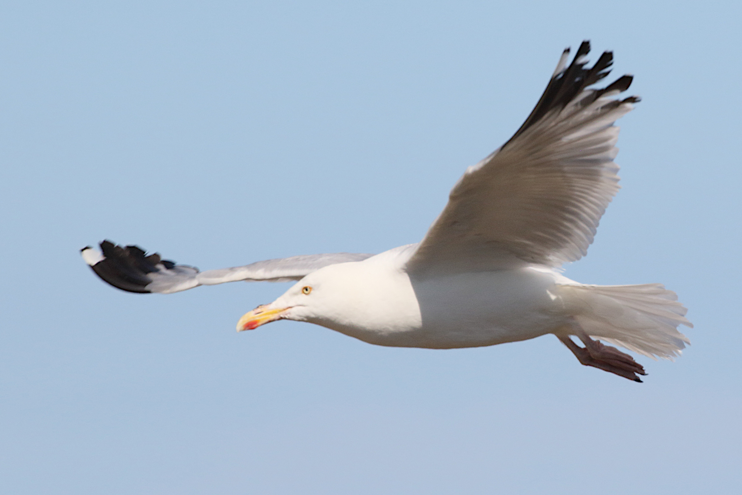 goeland_argente_-_larus_argentatus3md