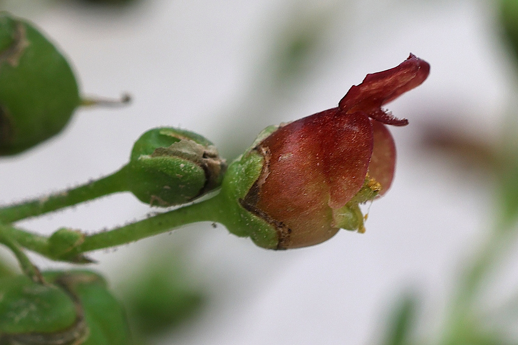 scrophularia_auriculata5md