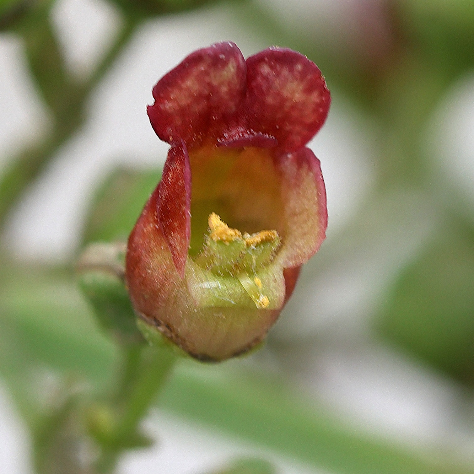 scrophularia_auriculata9md