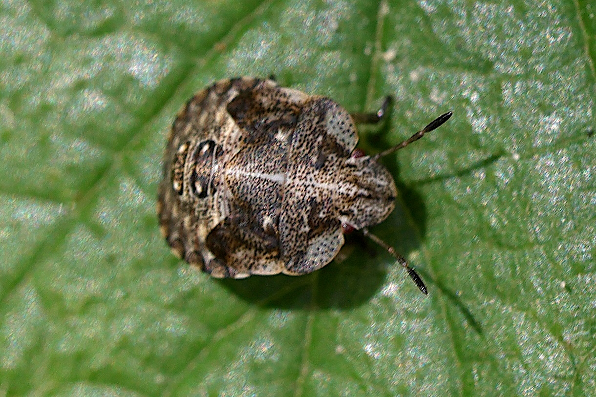 Afficher le média dyroderes_umbraculatus_juv1md dyroderes_umbraculatus_juv1md