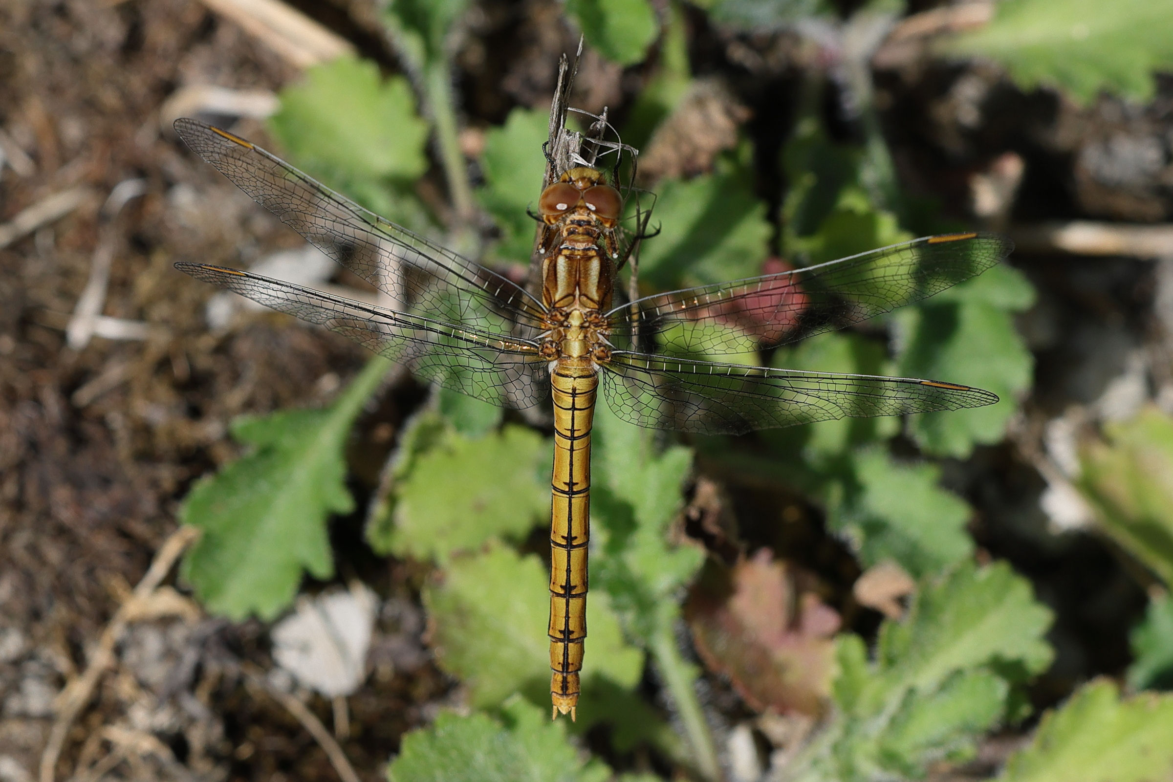 orthetrum_coerulescens7md