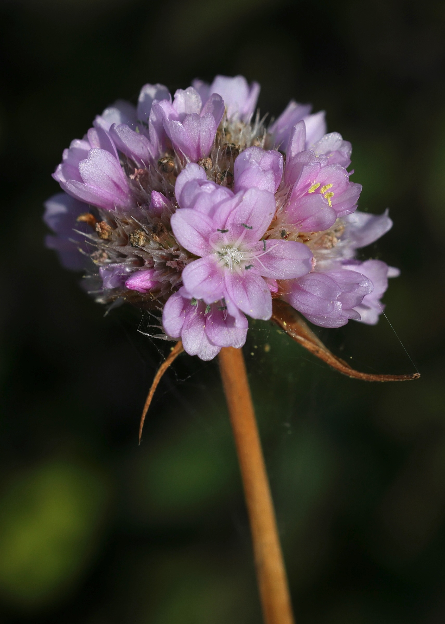 Afficher le média armeria_maritima6md armeria_maritima6md