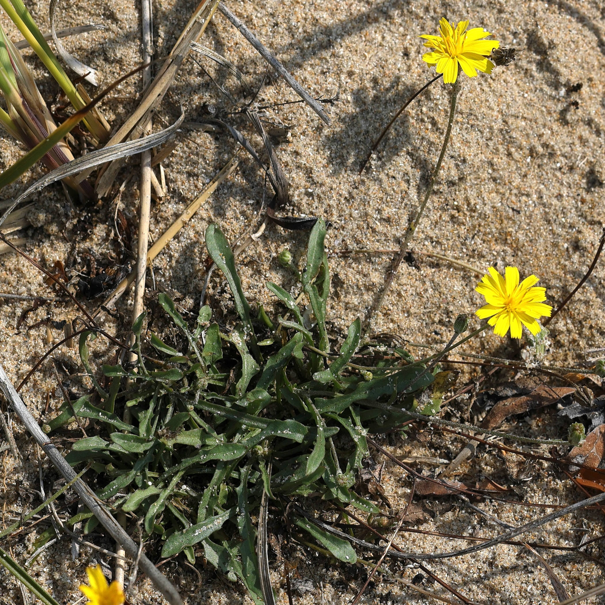 Afficher le média leontodon_saxatilis_saxatilis7md leontodon_saxatilis_saxatilis7md