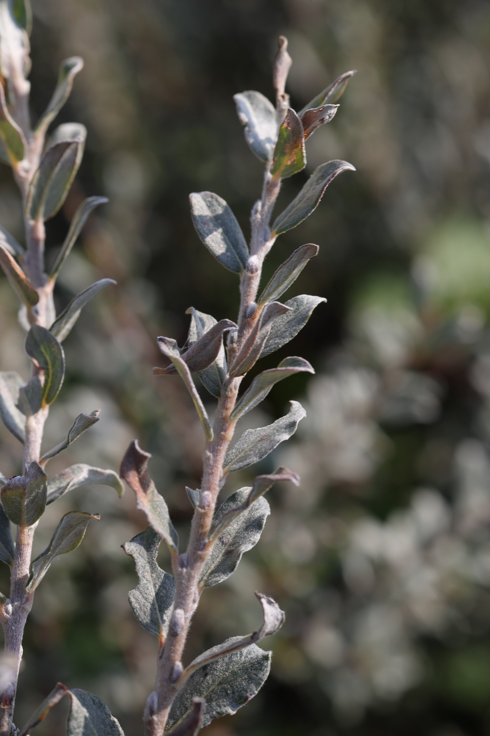 Afficher le média salix_arenaria5md salix_arenaria5md