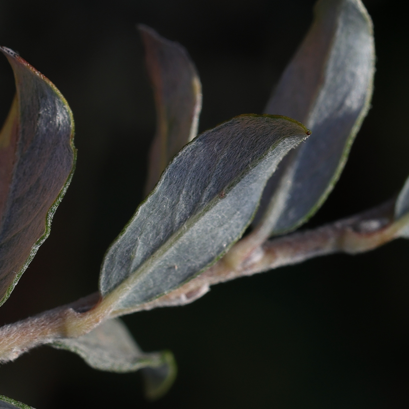 Afficher le média salix_arenaria6md salix_arenaria6md