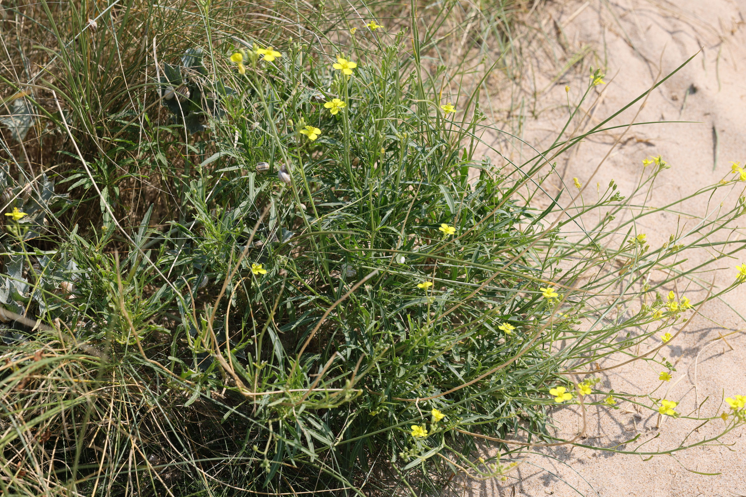 diplotaxis_tenuifolia1amd