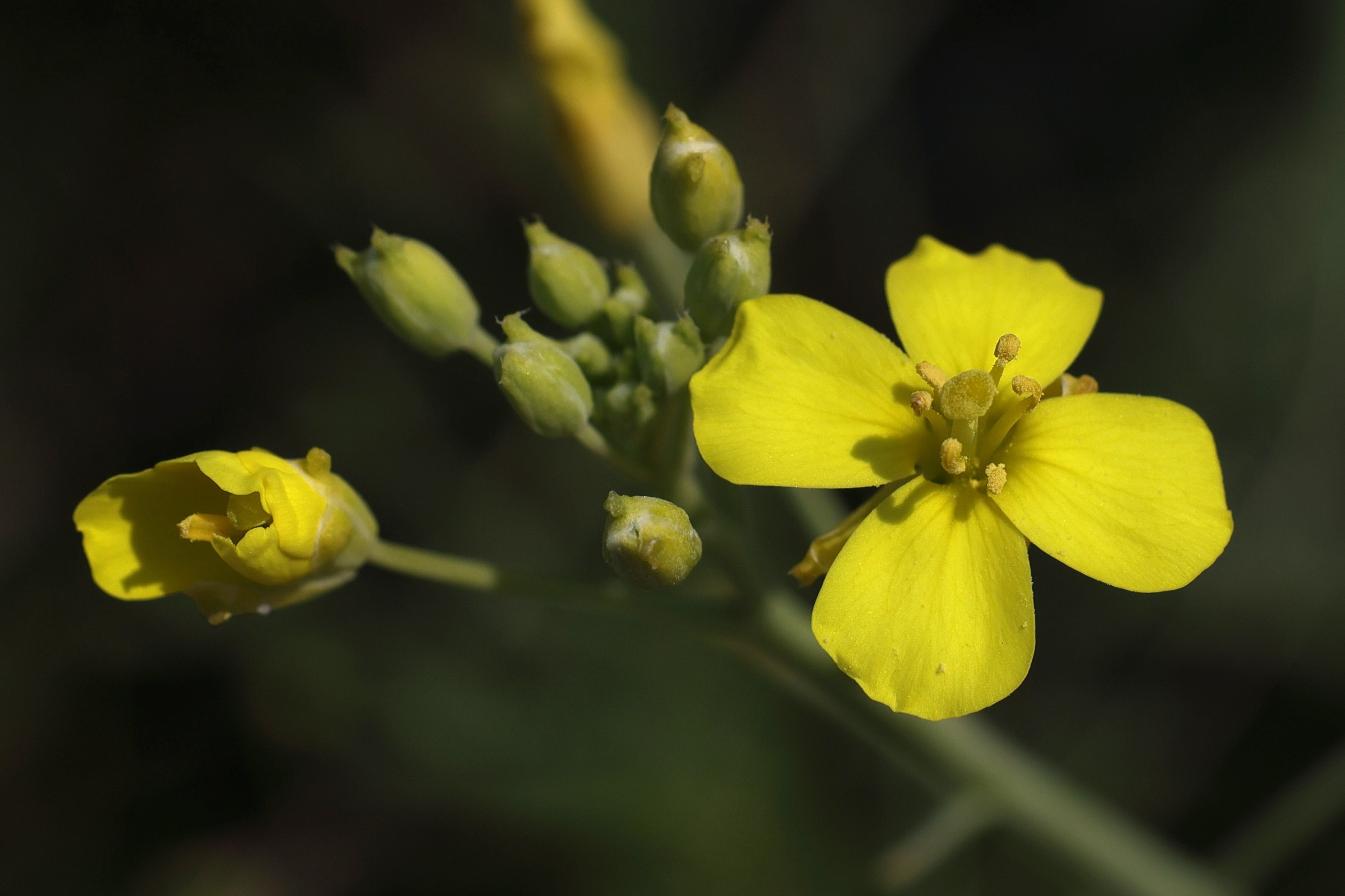 diplotaxis_tenuifolia3md