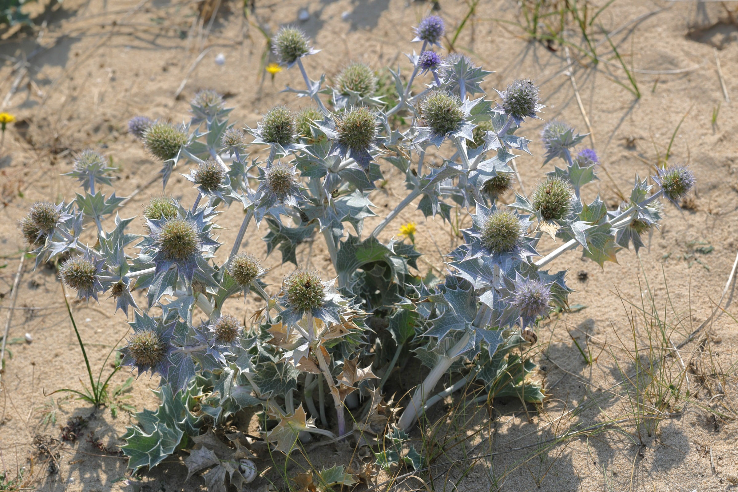 eryngium_maritimum6md