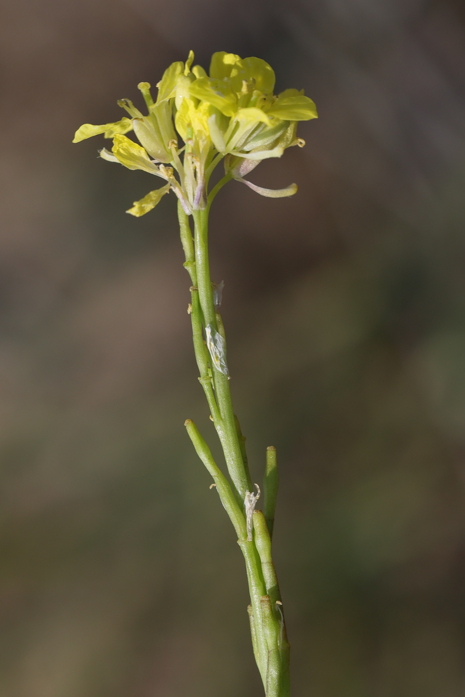 Afficher le média hirschfeldia_incana6md hirschfeldia_incana6md