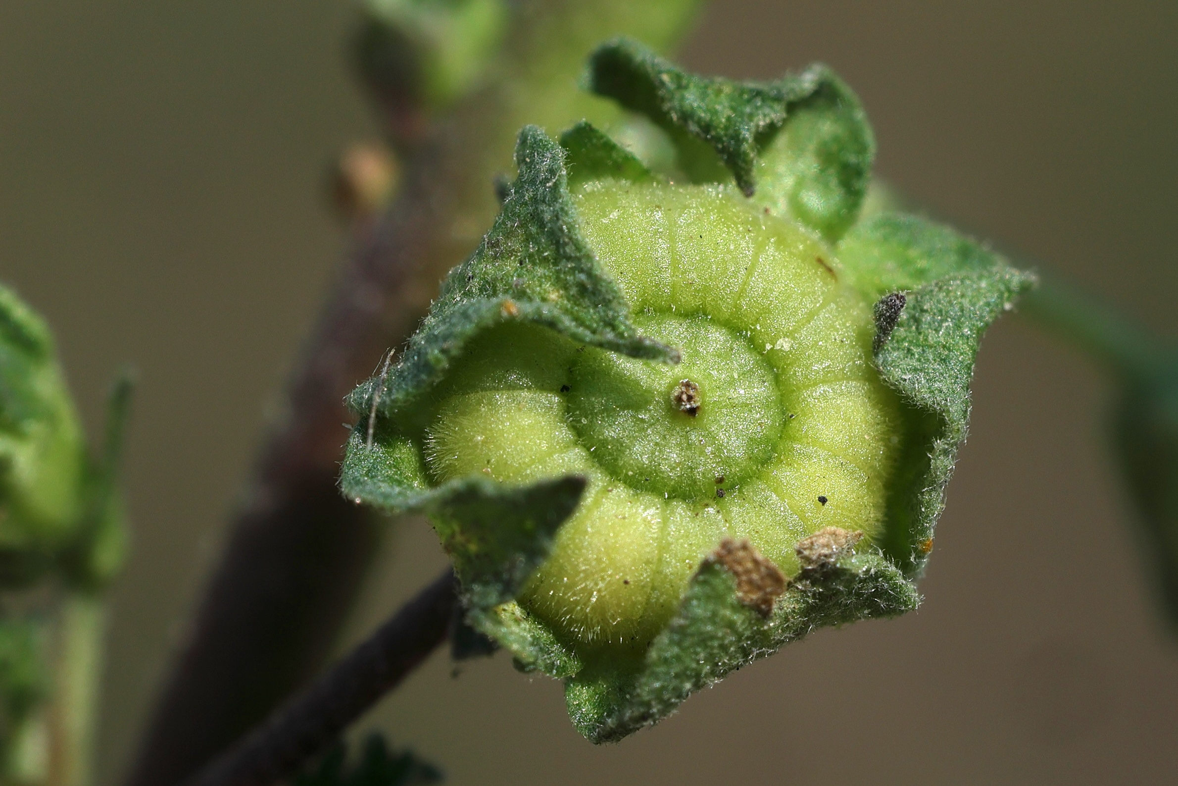 Afficher le média malva_neglecta5md malva_neglecta5md