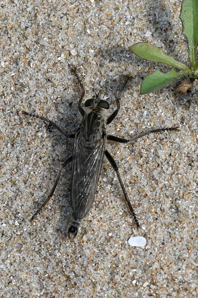 philonicus_albiceps4md