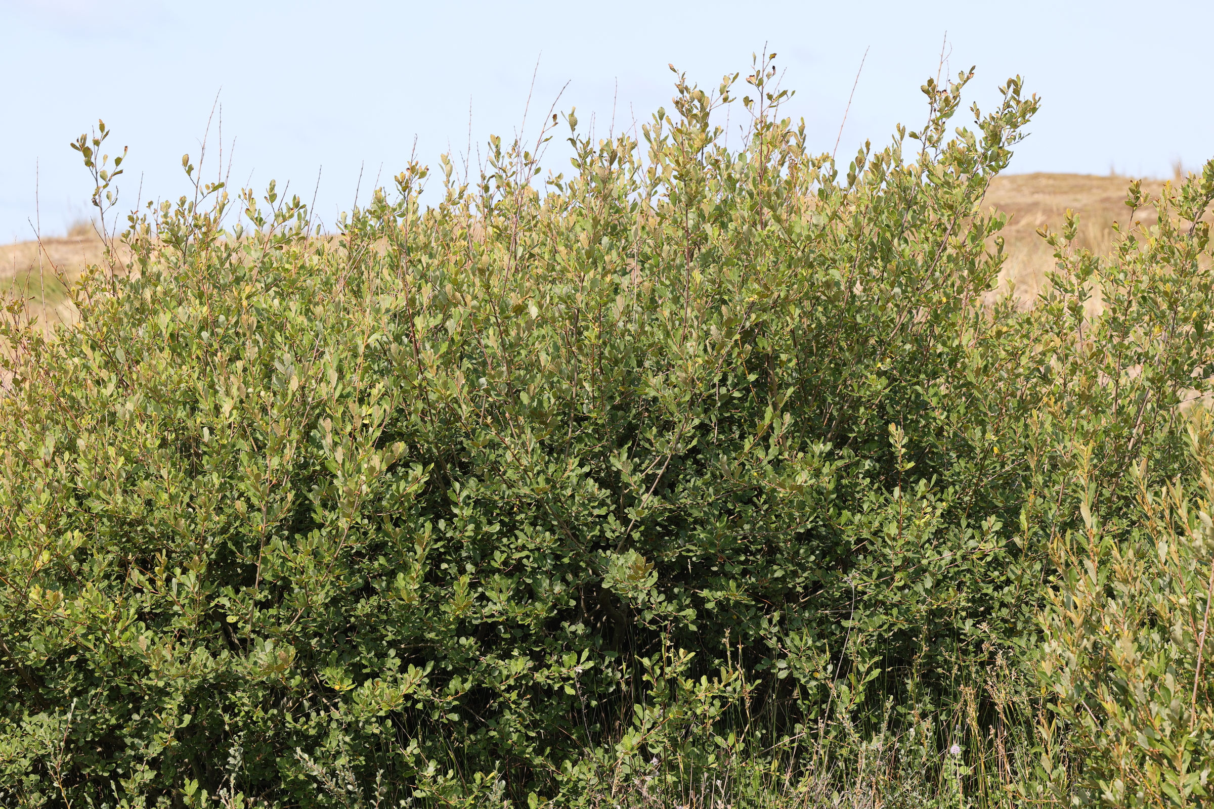 Afficher le média salix_atrocinerea8md salix_atrocinerea8md