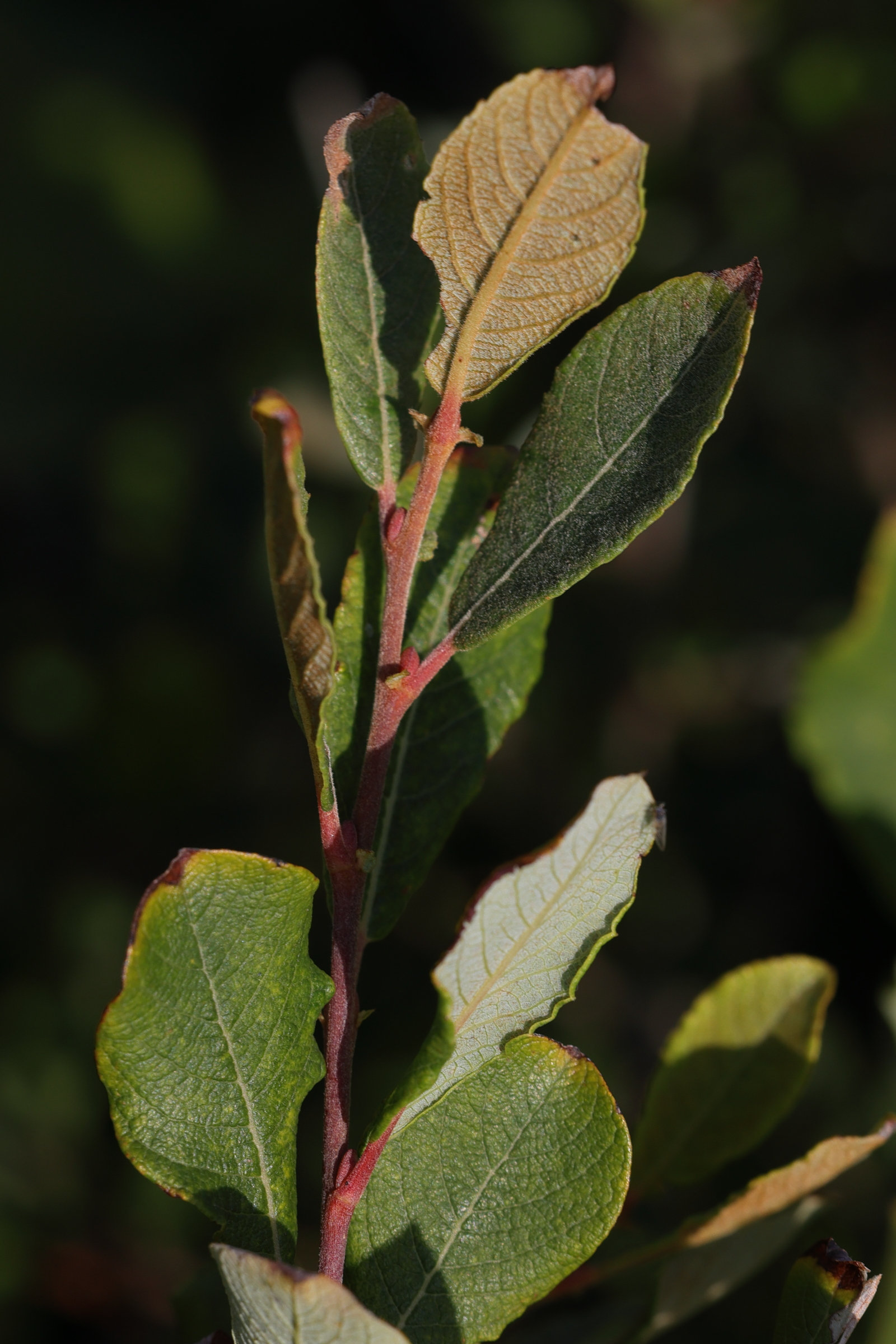 Afficher le média salix_atrocinerea9md salix_atrocinerea9md