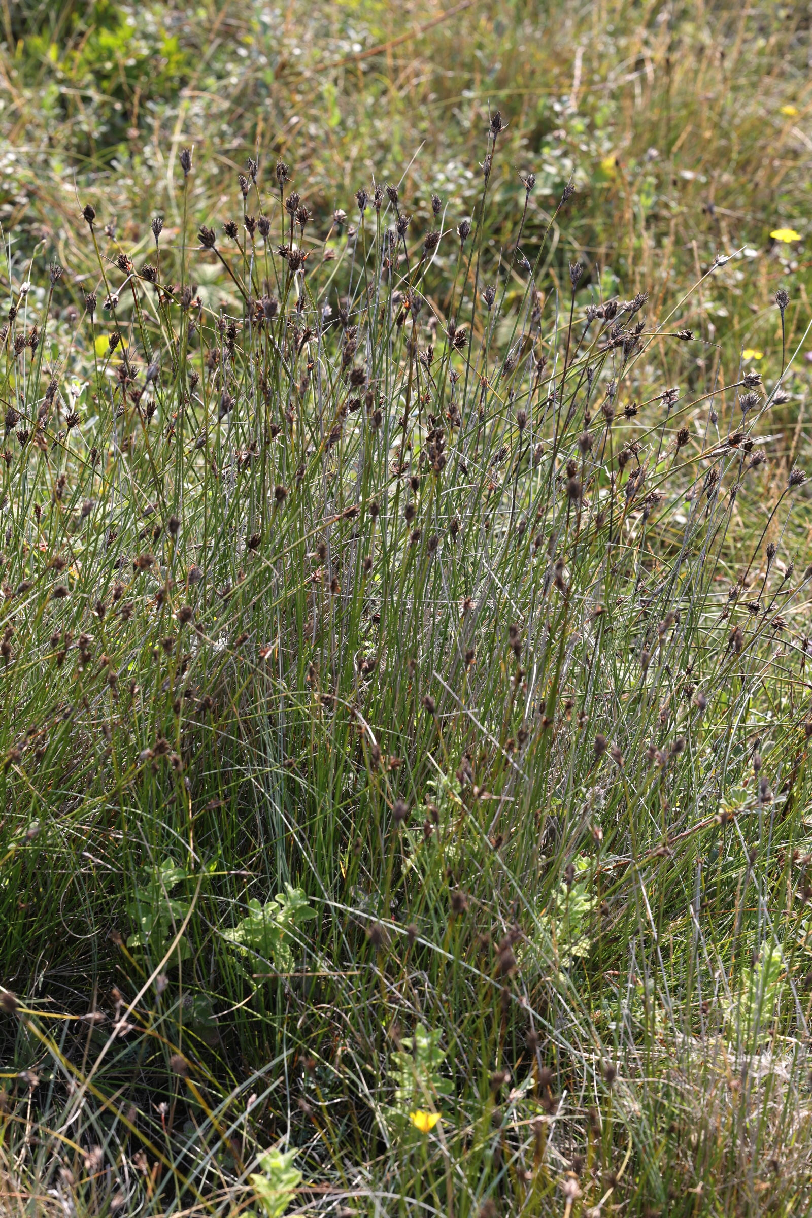 schoenus_nigricans1amd