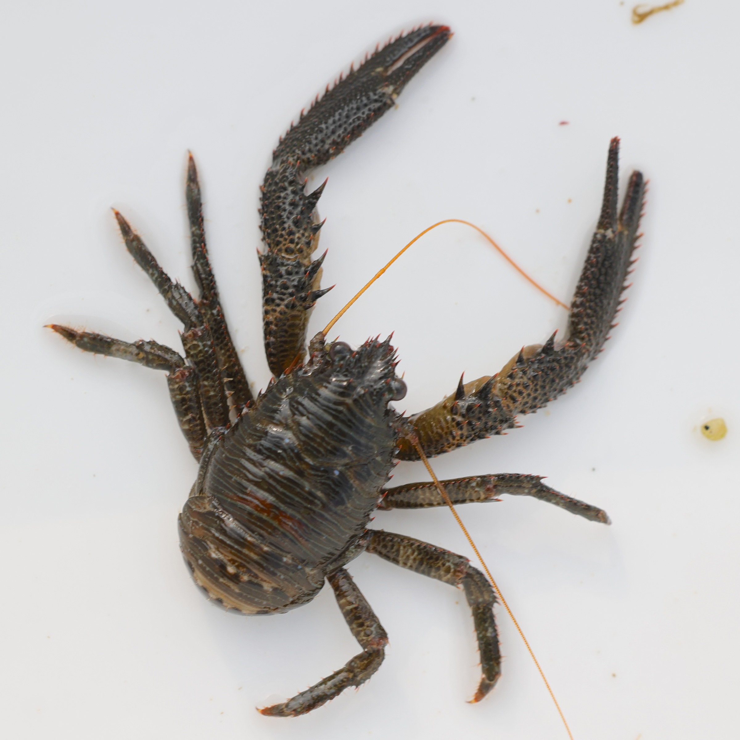 galathea_squamifera4md