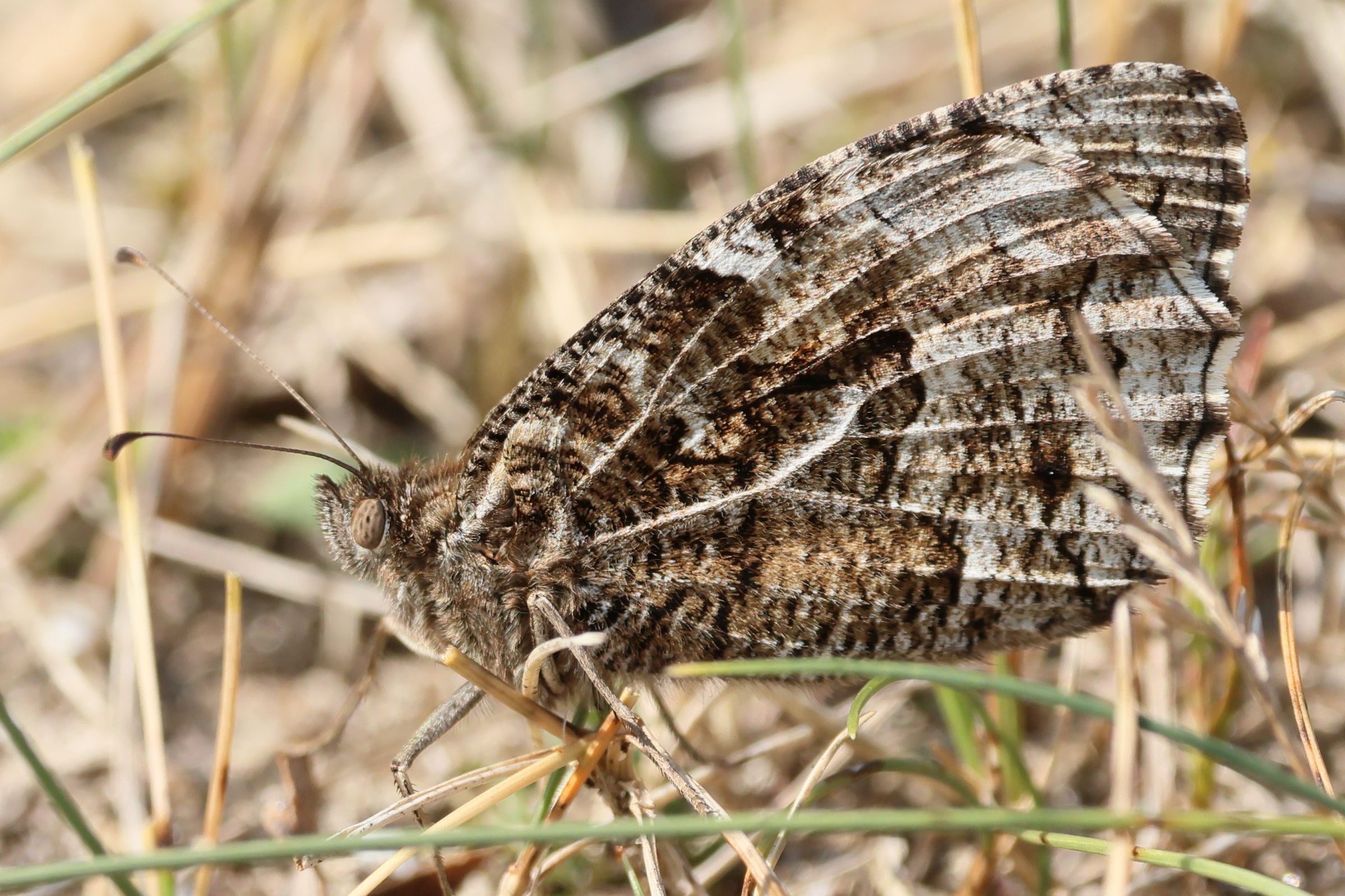 hipparchia_semele6bd