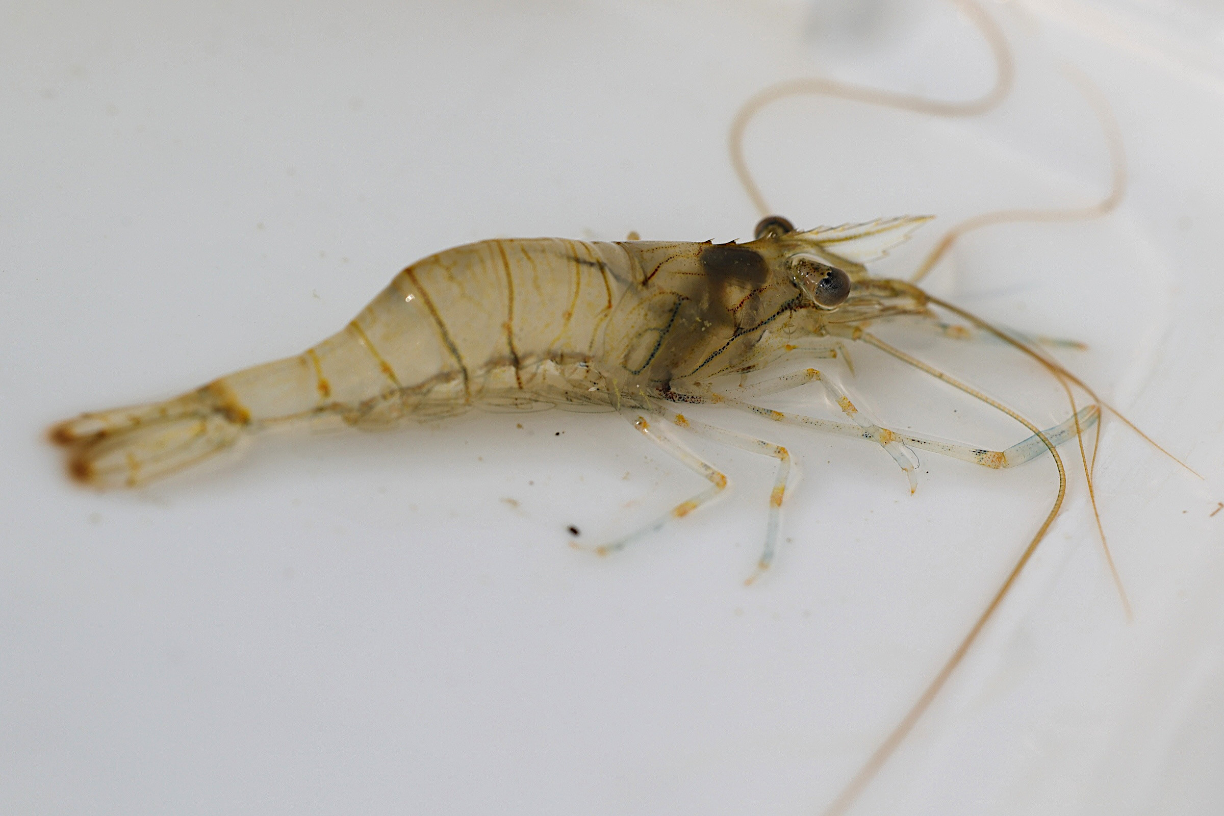 Afficher le média palaemon_elegans4md palaemon_elegans4md