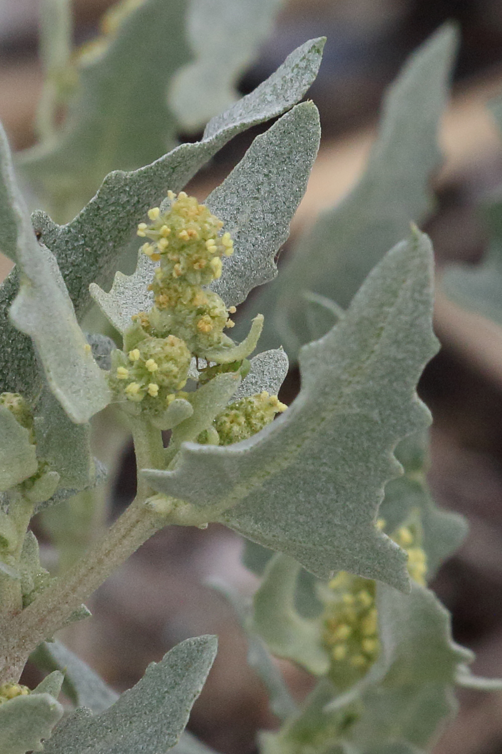 atriplex_laciniata3bmd