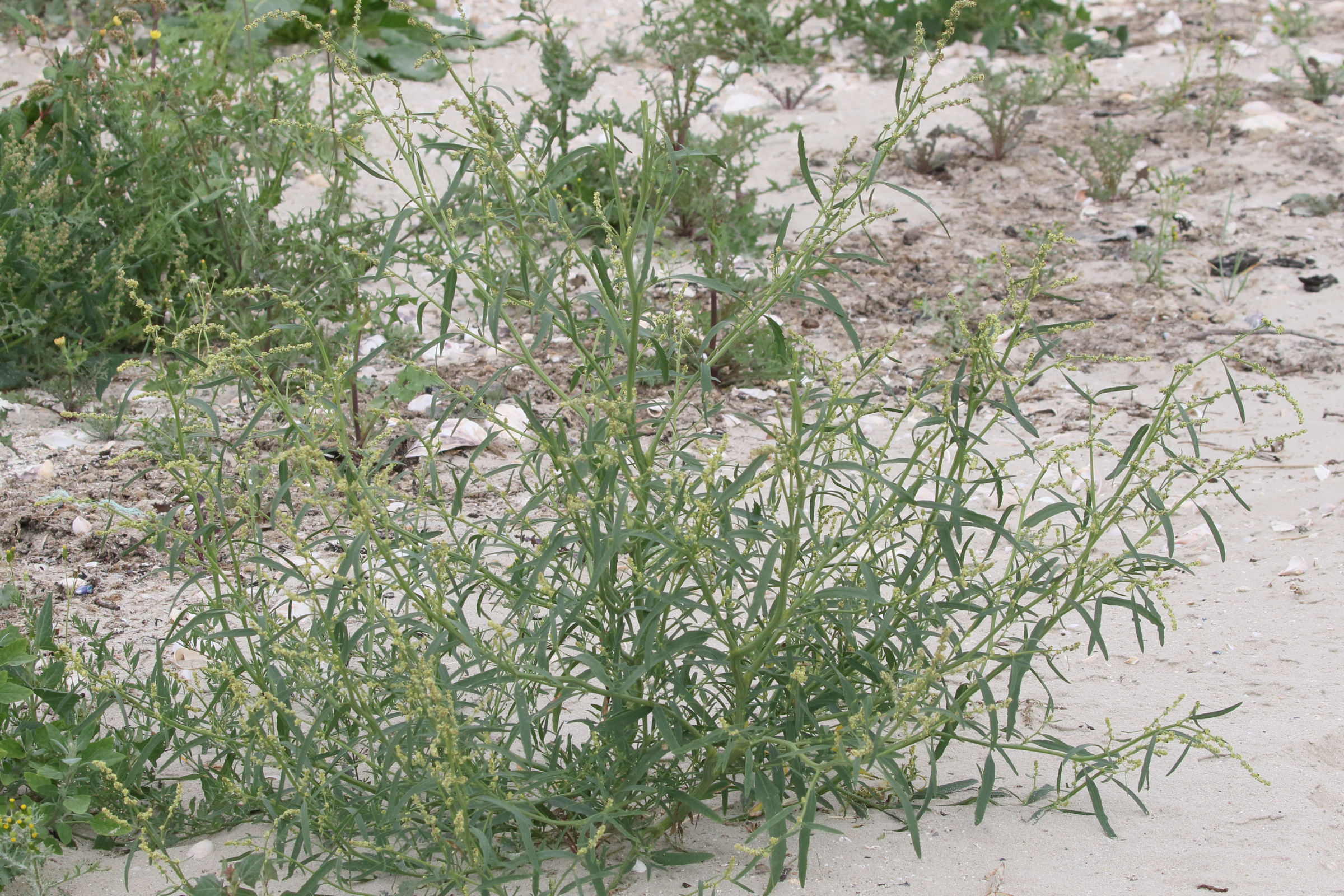 Afficher le média atriplex_littoralis4md atriplex_littoralis4md