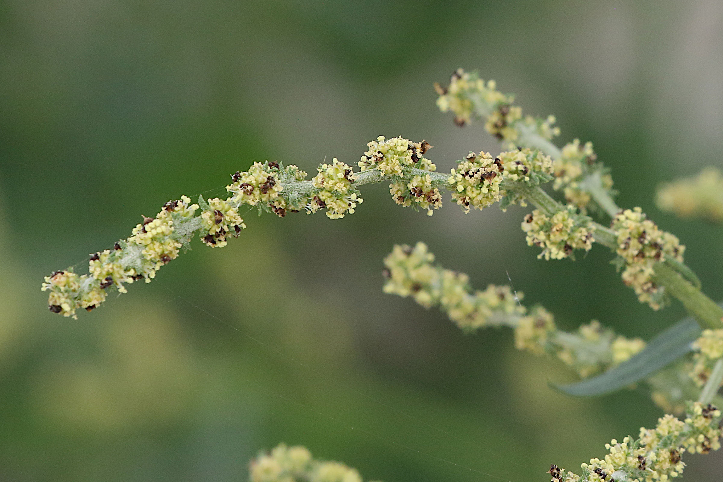 Afficher le média atriplex_littoralis5md atriplex_littoralis5md